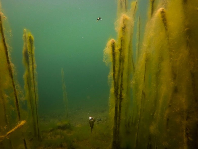 Fox Edges Zig Float Kit - dé KarperCentrale